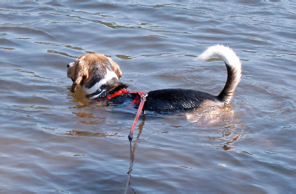Rebel Swimming