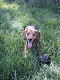 Snoopy with ball